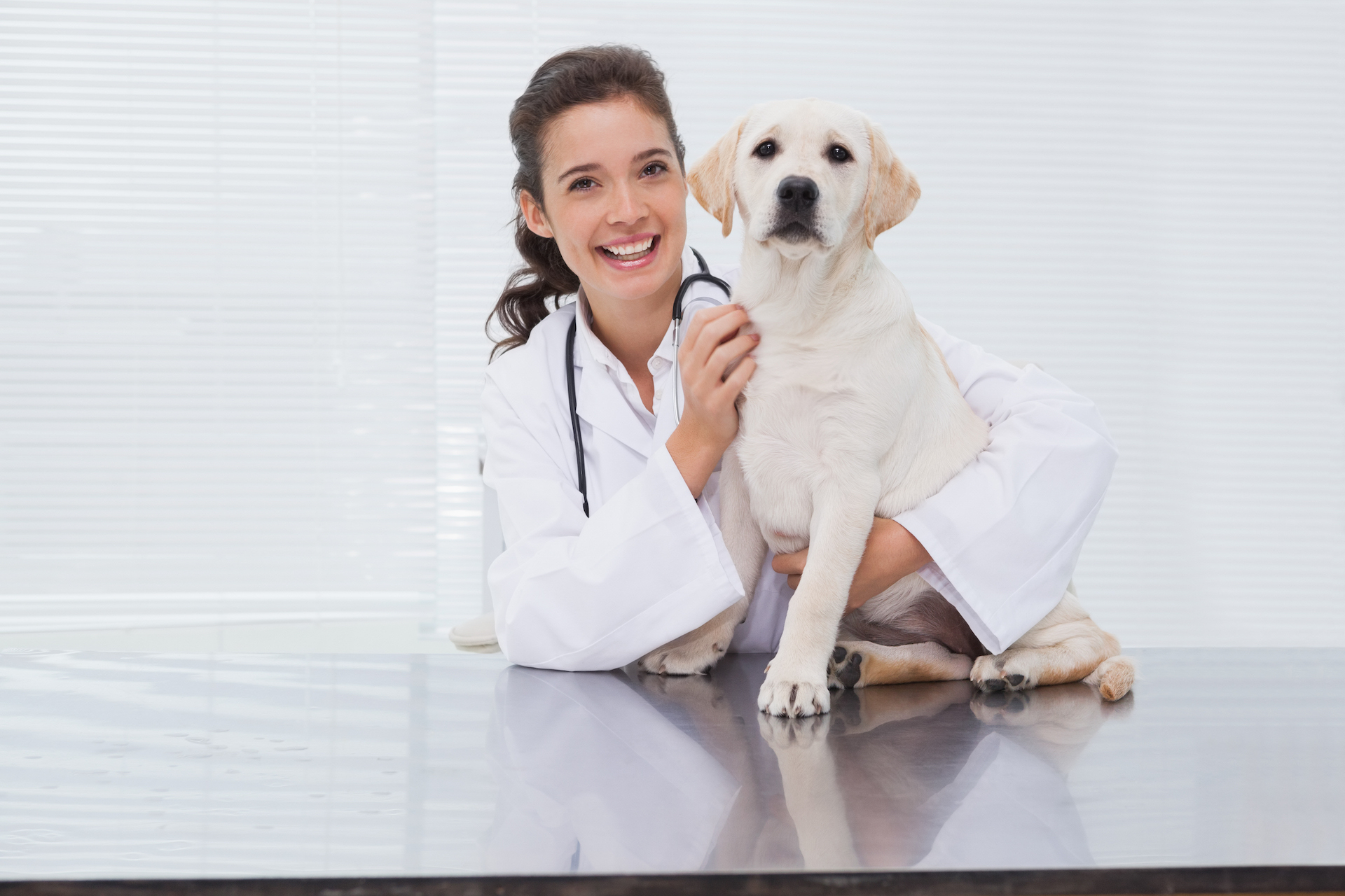 Touhy Animal Hospital in Park Ridge | Top and best vets in Park Ridge